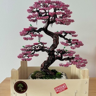 Sakura III.