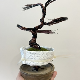 Sakura Semi-cascade