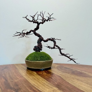 Sakura Semi-cascade