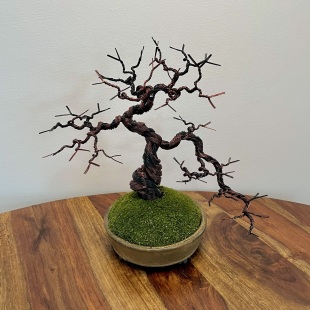 Sakura Semi-cascade