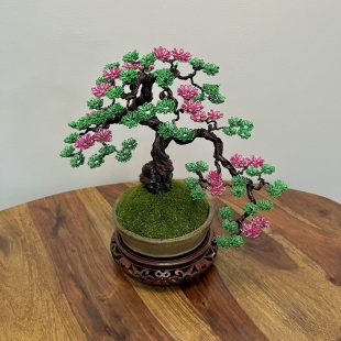 Sakura Semi-cascade