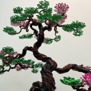 Sakura Semi-cascade