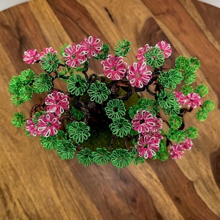 Sakura Semi-cascade