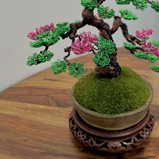 Sakura Semi-cascade