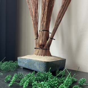 Shaka Pine
