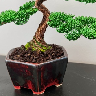Shohin Bark I