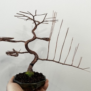 Shohin Bark III.