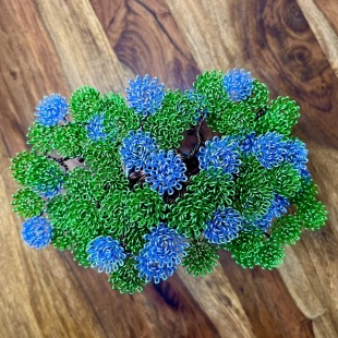 Shohin Forget-me-not
