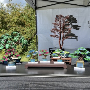 Shohin Forget-me-not