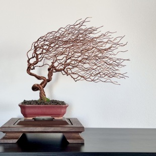 Shohin Gravel In The Wind II.