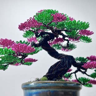 Shohin of Sakura II