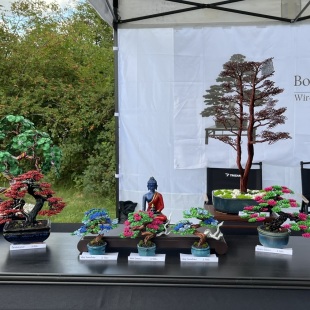 Shohin of Sakura II