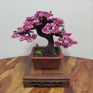Shohin of Sakura