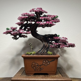 Shohin of Sakura