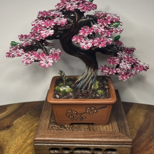 Shohin of Sakura