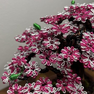 Shohin of Sakura