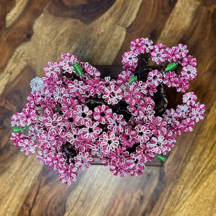 Shohin of Sakura
