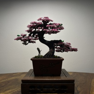 Shohin of Sakura