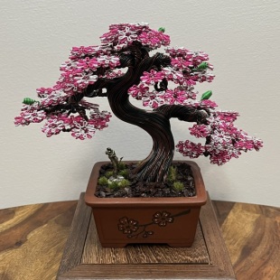 Shohin of Sakura