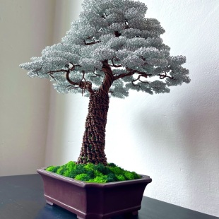 Silver Beech