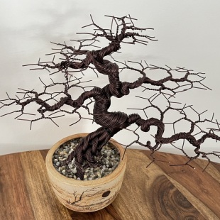 Zelkova III.