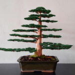CEDAR