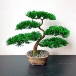 PINE SHOHIN I.