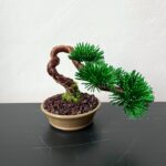 PINE SHOHIN II.