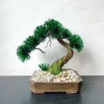 PINE SHOHIN III.