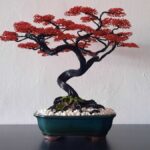 RED MAPLE