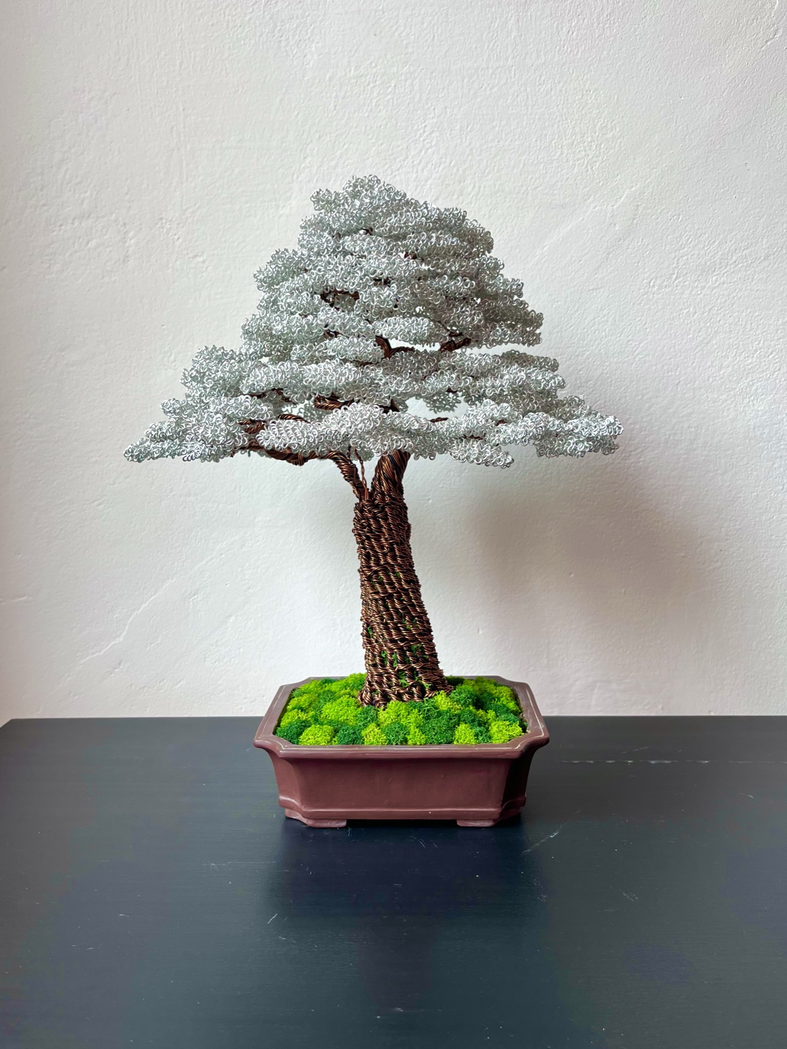 Silver Beech
