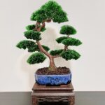 PINE BARK I.