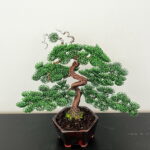 SHOHIN BARK I.