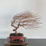 SHOHIN GRAVEL IN THE WIND II.