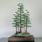 BONSAI FOREST