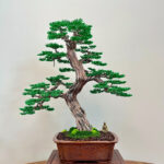 HORNBEAM