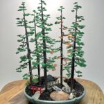 BONSAI FOREST II.