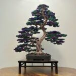 BONSAI LAVENDER