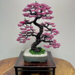 SAKURA III.