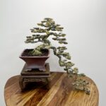 TIGER CASCADE