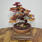 AUTUMN MAPLE SHOHIN