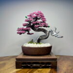 SAKURA SHOHIN