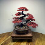 RED MAPLE II.