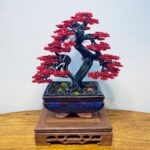 RED MAPLE III