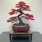 "SILVER-LINE" MAPLE (Custom  Made)