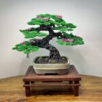 SAKURA IV