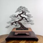 BLUE OAK II