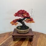 AUTUMN SHOHIN